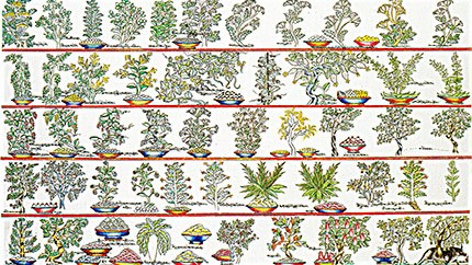 藏藥材資源分布、發(fā)展史